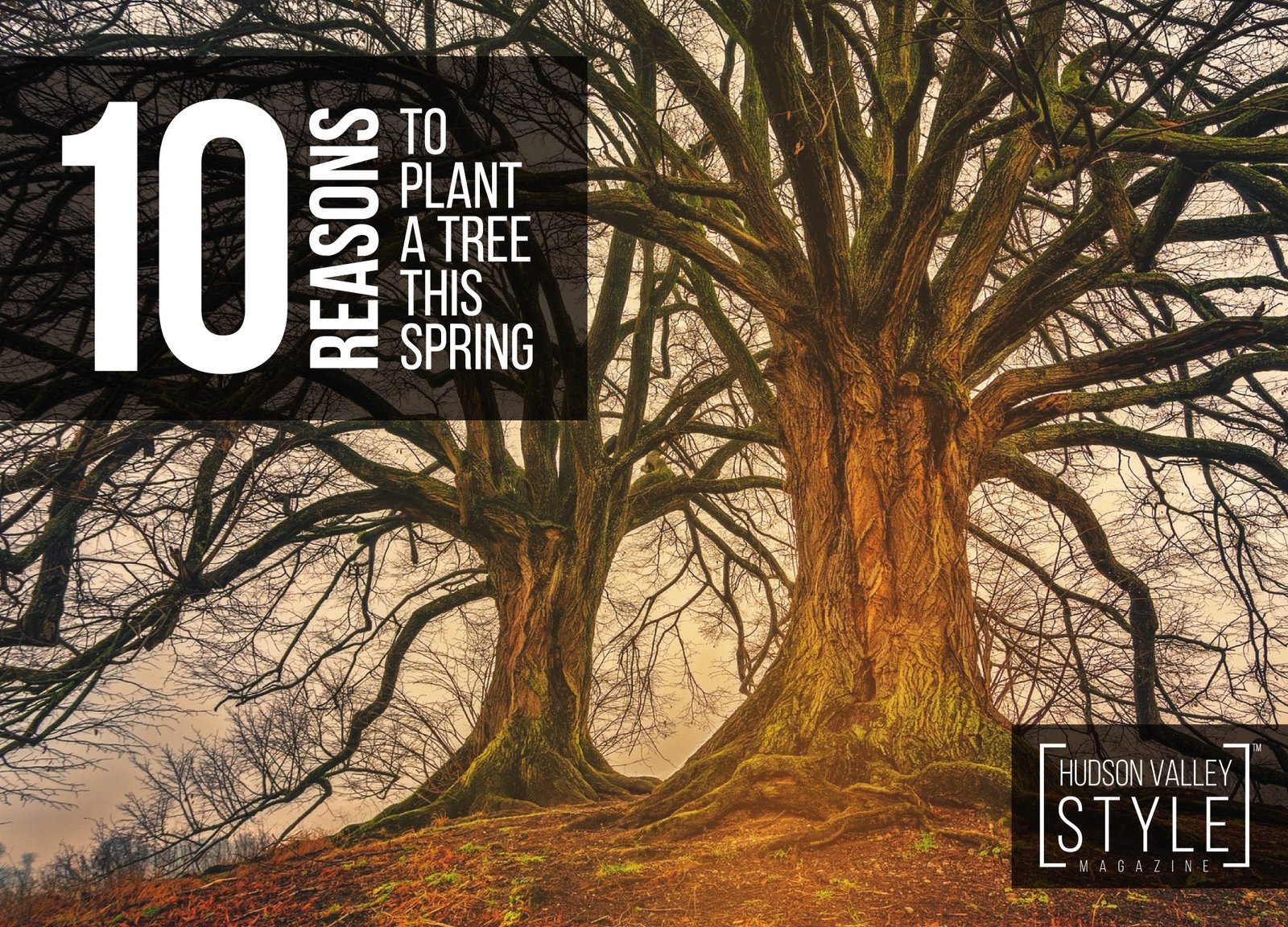 10 reasons to plant a tree this spring - Hudson Valley Style Magazine