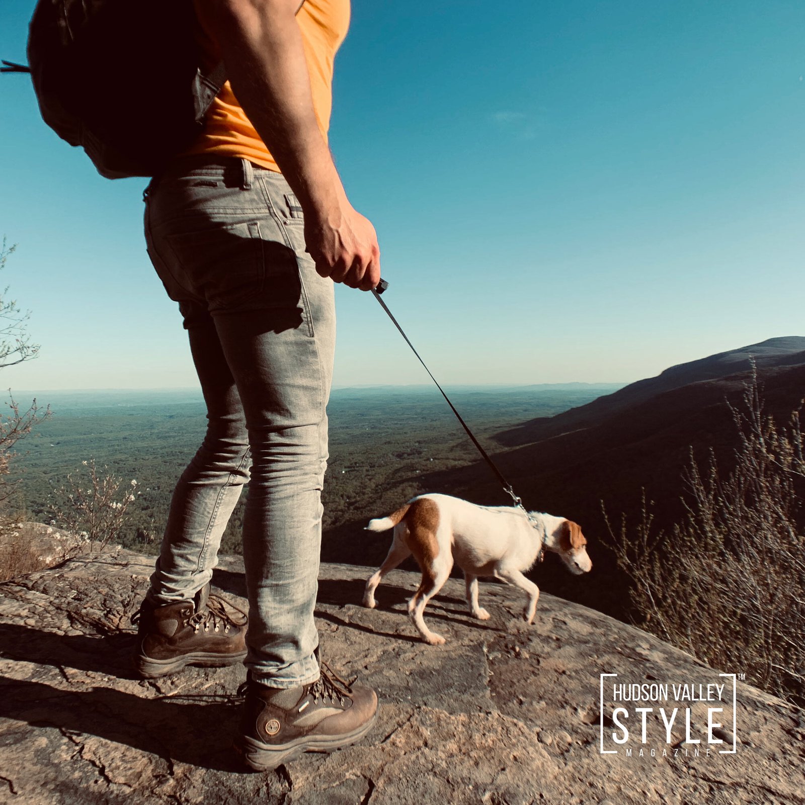 Finding the Best Natural Tick Repellent for Dogs