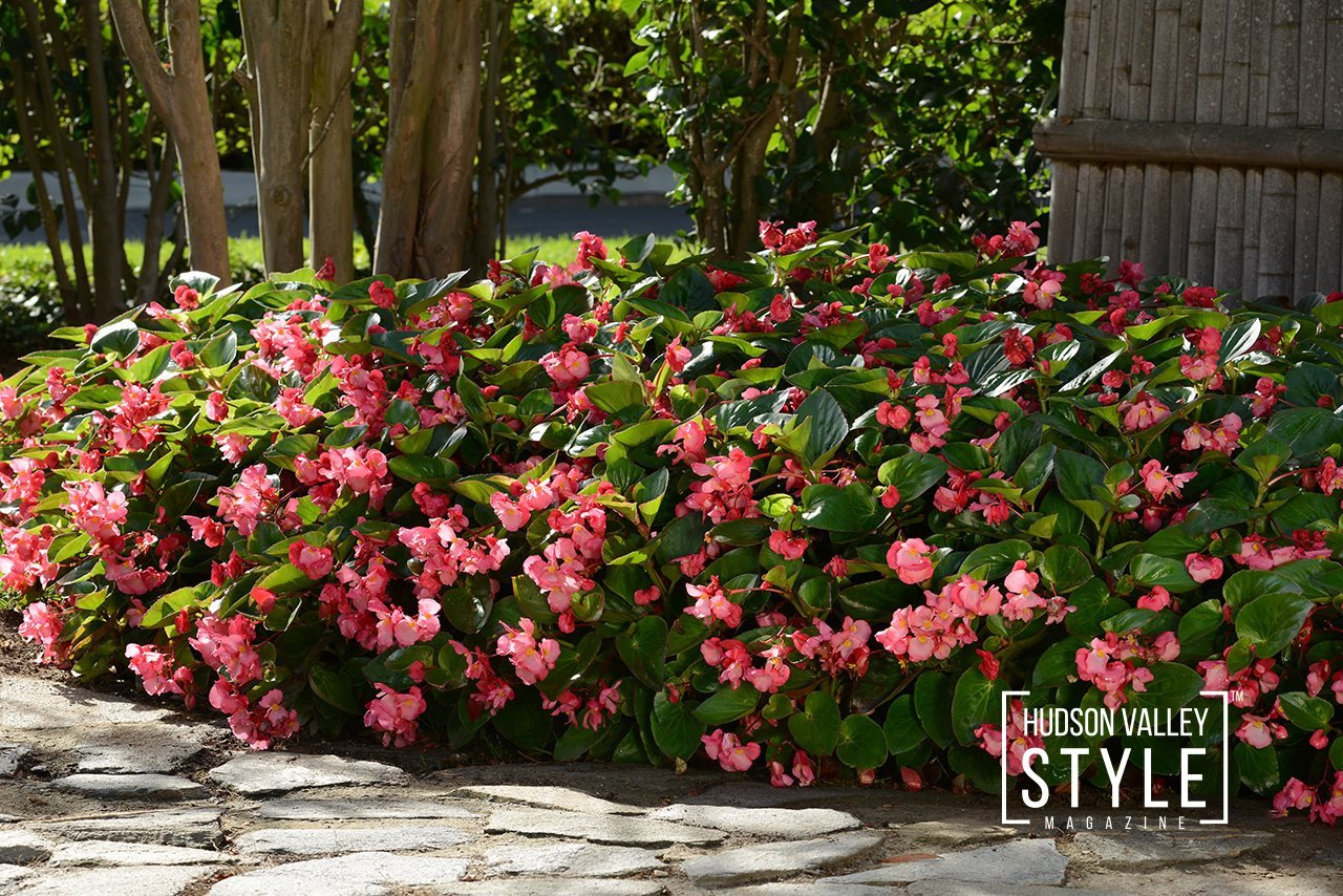 2022 Top Garden Trends and Expert Tips for Success