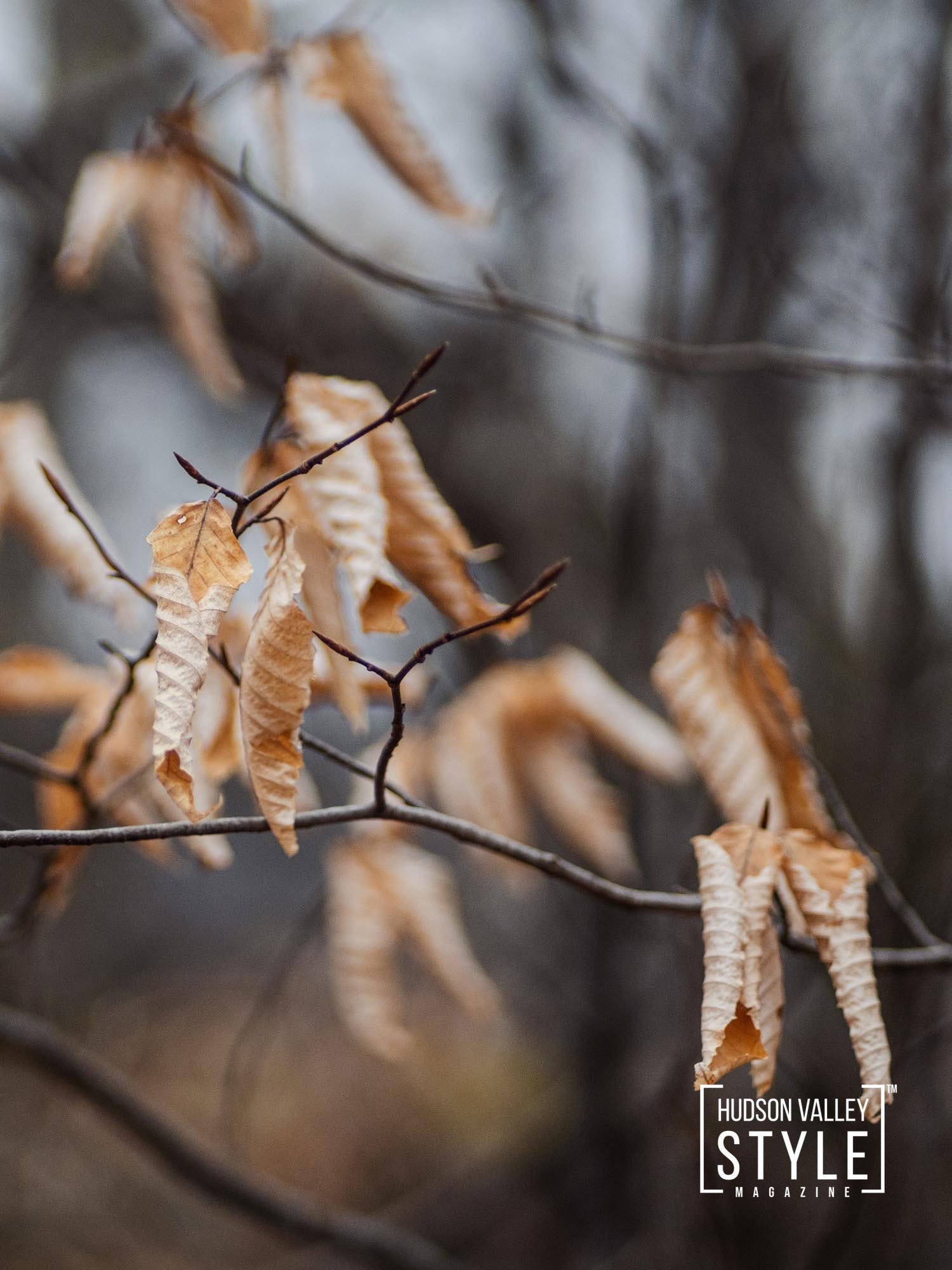 Embrace the Chill: Finding Winter Magic in the Hudson Valley Forests – Photography By Maxwell Alexander, EIC & Wellness Editor – Hiking Adventures – Hiking Trails – Nature Photography – Presented by Alluvion Vacations