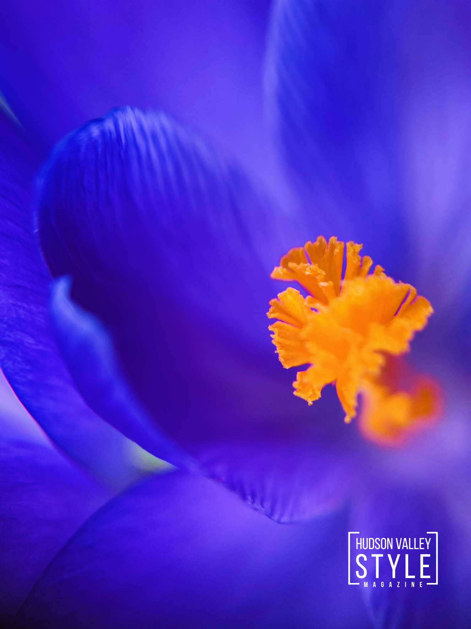 A Springtime Serenade: Reveling in the Renaissance of Nature in Hudson Valley – Nature Photography & Wellness Travel with Photographer Maxwell Alexander – Presented by Alluvion Vacations