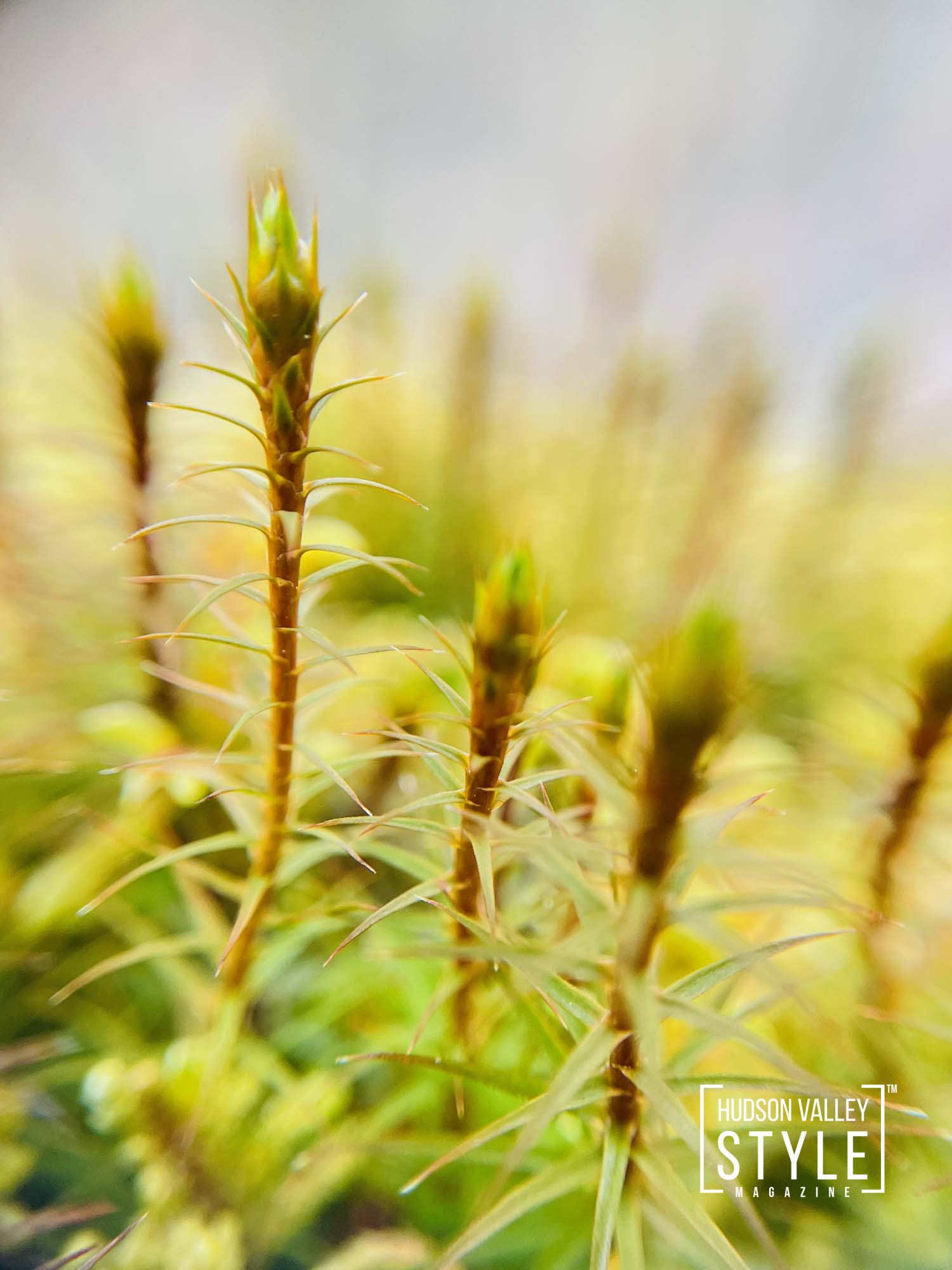 Capturing the Hudson Valley's Flourishing Beauty: A Look at Maxwell Alexander's Recent Nature Photoshoot – Nature Photography with Maxwell Alexander – Presented by Alluvion Vacations
