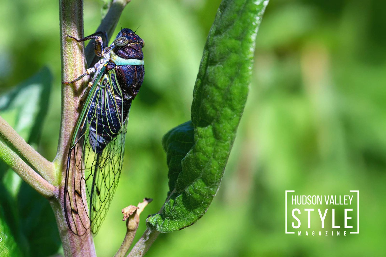 Cicada Summer 2025: Your Hudson Valley Field Guide to the 17‑Year Brood XIV Emergence – by Maxwell Alexander