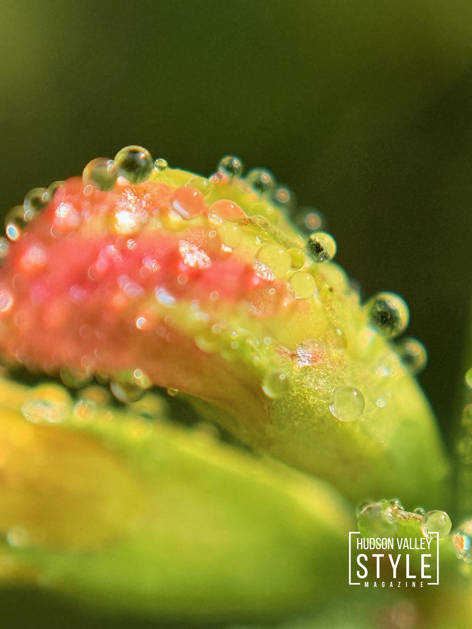 Dew & Desire: A Morning in the Catskills – Fine Art Nature Photo Story by Maxwell Alexander – Presented by Duncan Avenue Studios and part of the Emotional Wellness Series